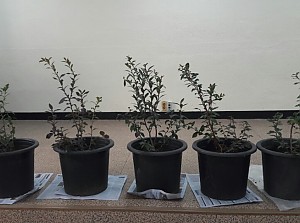 원예치료 활동